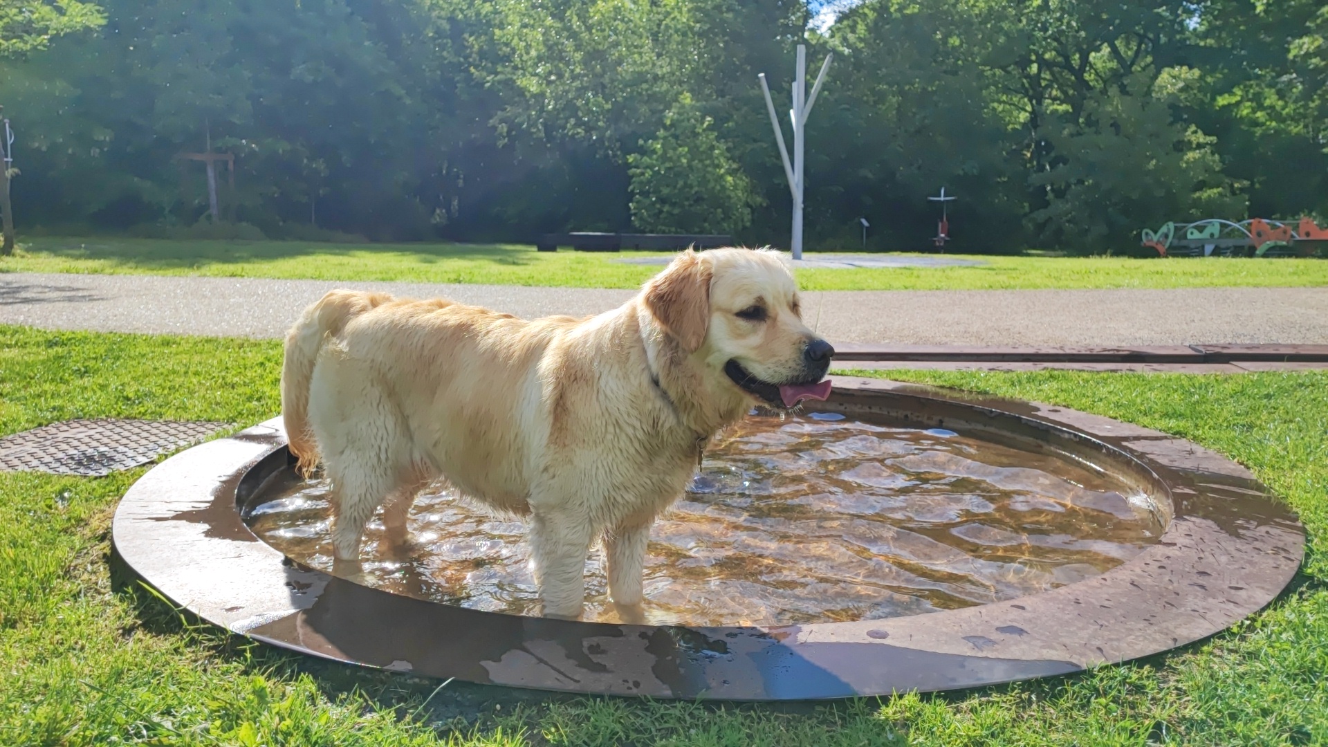 Aïka, golden retriever mascotte Happiness Immobilier Bruges
