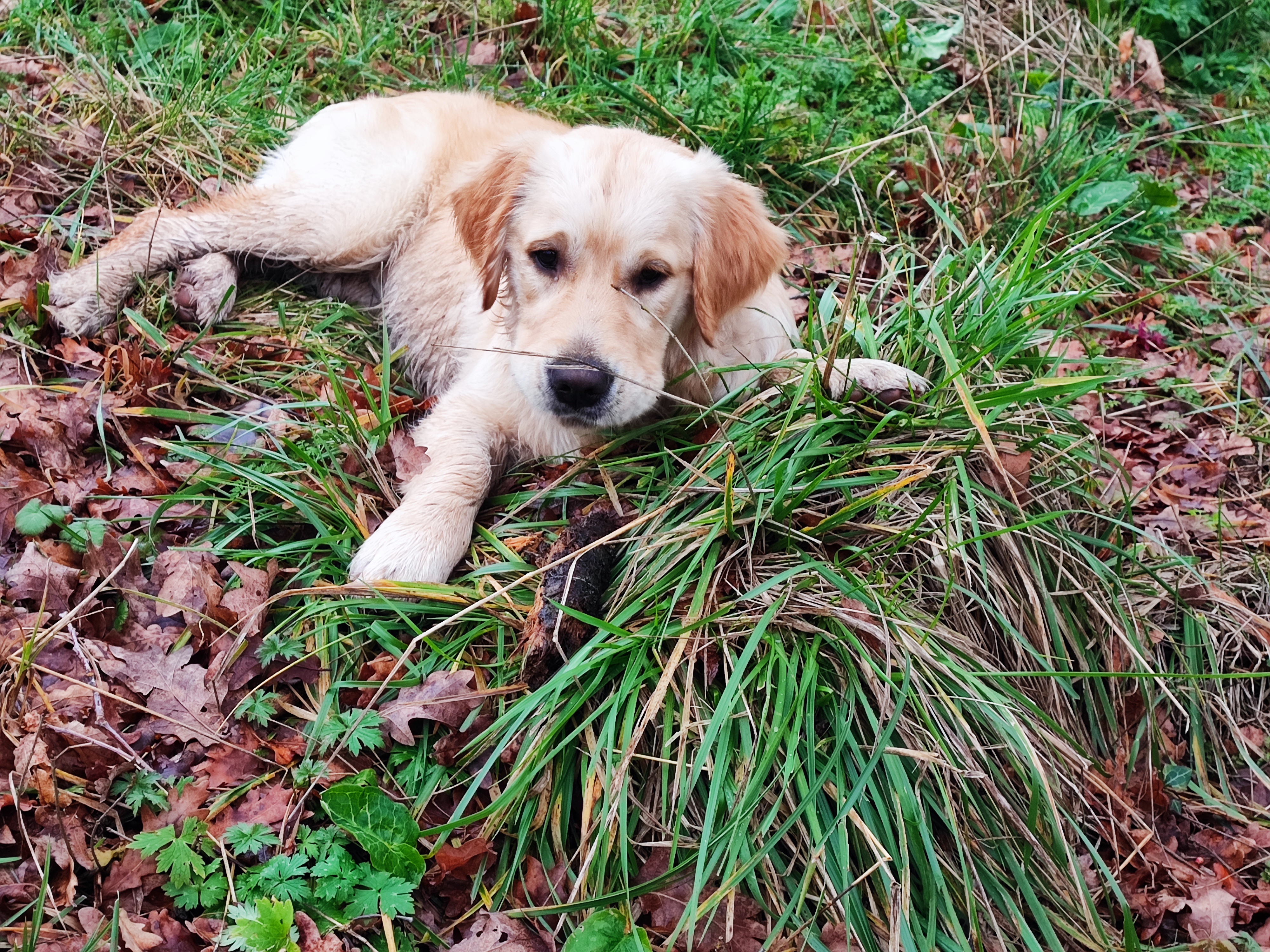 Aïka chiot golden retriever Happiness Immobilier